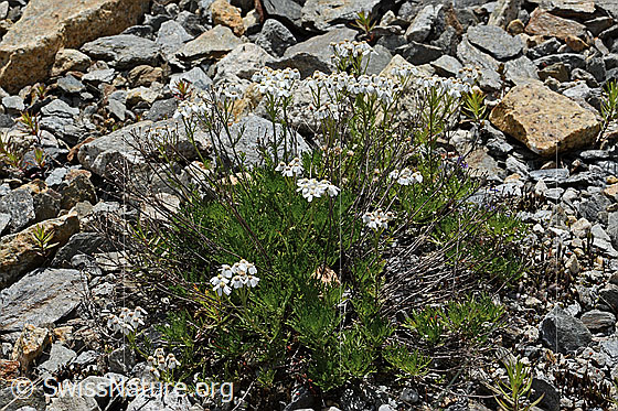 Foto: Moschus-Schafgarbe (Achillea erba-rotta ssp. moschata). Ganze Pflanze (Habitus).