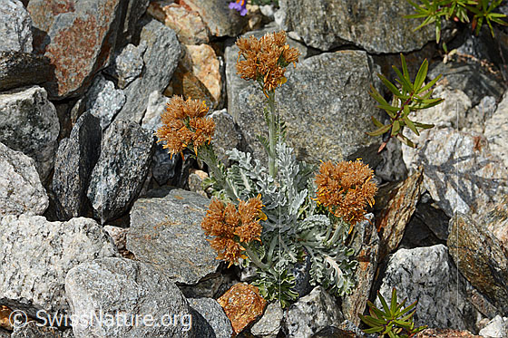 Photo: Senecio incanus. Almost faded. Whole plant (habiti).