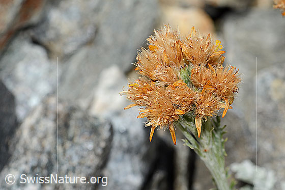 Photo: Senecio incanus. Almost faded. Inflorescence.