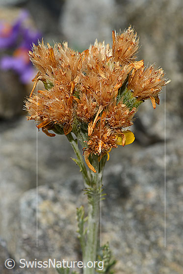Photo: Senecio incanus. Inflorescence. Almost faded.