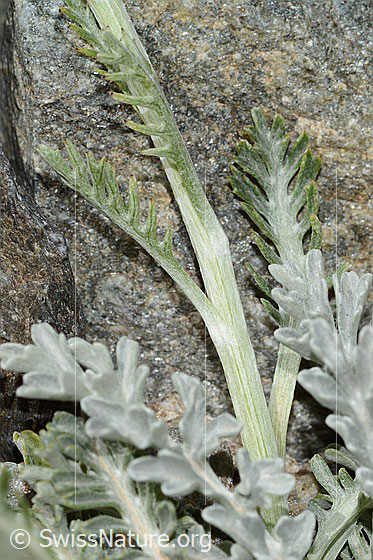 Photo: Senecio incanus. Stem and leaves.