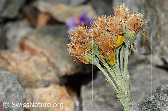 Photo: Senecio incanus. Inflorescence. Almost faded. View from the side.