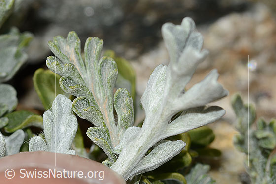 Photo: Senecio incanus. Leaf underside.