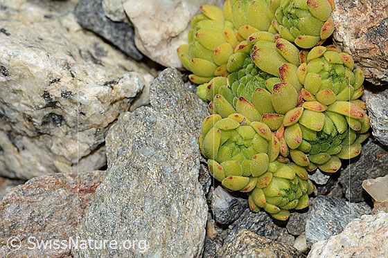 Photo: Sempervivum montanum. Leaf rosettes.