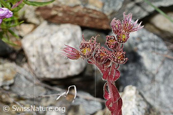Foto: Berg-Hauswurz (Sempervivum montanum). Blüten.