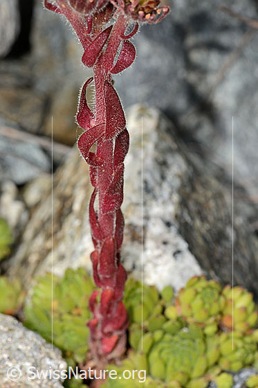 Foto: Berg-Hauswurz (Sempervivum montanum). Stängel .