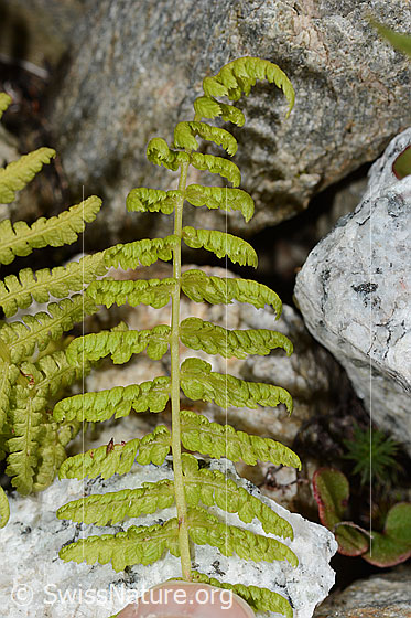 Foto: Wahrscheinlich Gebirgs-Frauenfarn (Athyrium distentifolium). Unterseite.