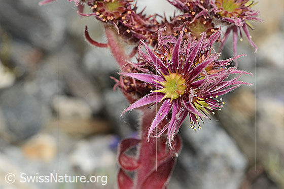 Foto: Berg-Hauswurz (Sempervivum montanum). Blüte.