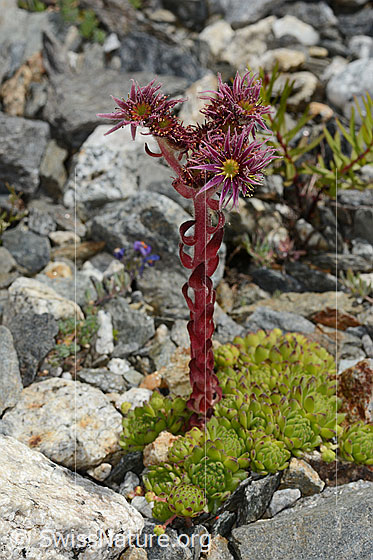 Foto: Berg-Hauswurz (Sempervivum montanum). Ganze Pflanze (Habitus).