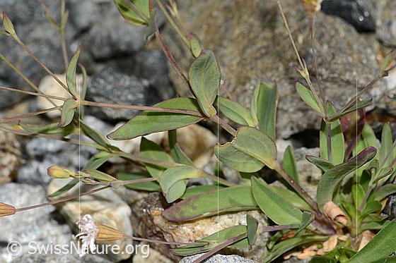Photo: Silene rupestris. Stem and leaves.