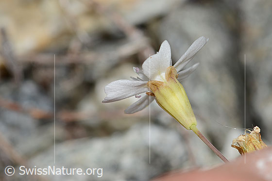 Photo: Silene rupestris. Blossom and calyx. View from the side.