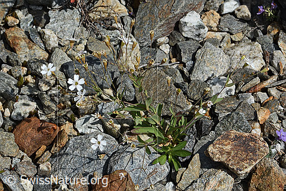 Photo: Silene rupestris. Whole plant (habiti).