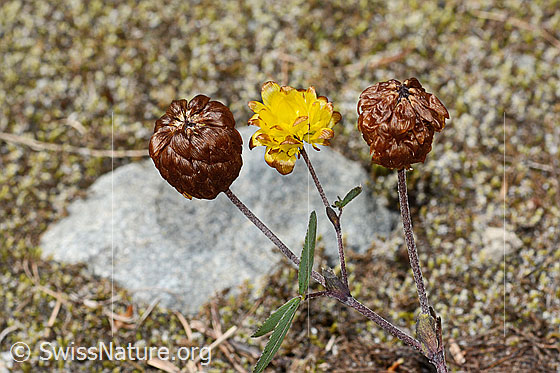 Photo: Trifolium badium. Blossoms. View from the side.