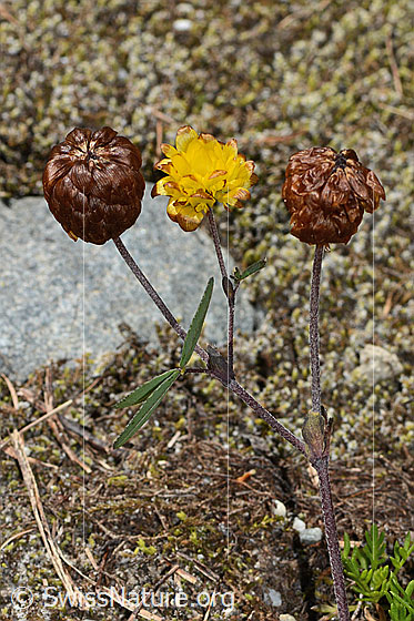 Photo: Trifolium badium. Whole plant (habiti).