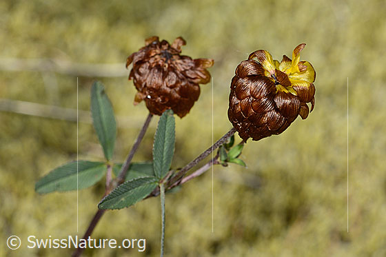 Photo: Trifolium badium. Leaves, stem and blossoms. View from the side.