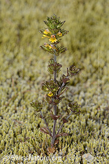 Foto: Zwerg-Augentrost (Euphrasia minima). Ganze Pflanze (Habitus).
