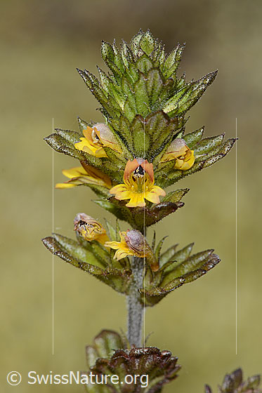 Photo: Euphrasia minima. Blossoms, stem and leaves.