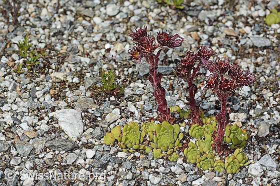 Foto: Berg-Hauswurz (Sempervivum montanum). Ganze Pflanze (Habitus).