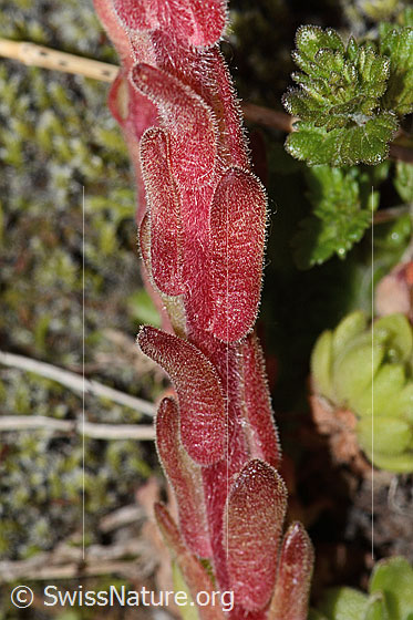 Foto: Berg-Hauswurz (Sempervivum montanum). Stängel.