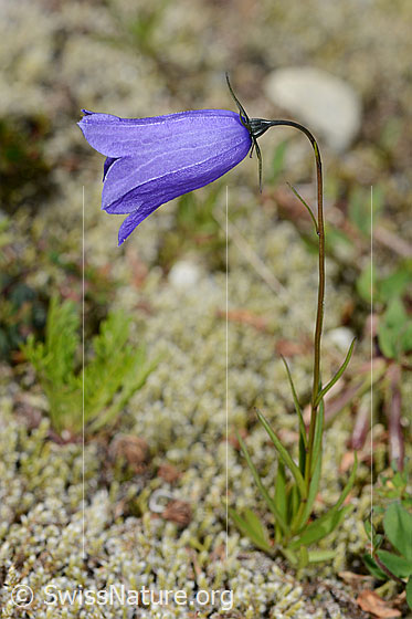 Foto: Scheuchzers Glockenblume (Campanula scheuchzeri).