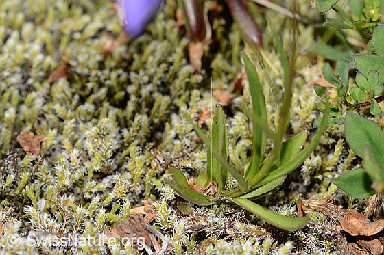 Foto: Scheuchzers Glockenblume (Campanula scheuchzeri). Blätter und Stängel.