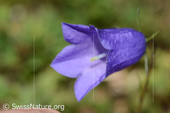 Photo: Campanula scheuchzeri. Blossom. View diagonally from the front.