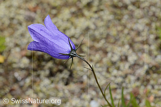 Foto: Scheuchzers Glockenblume (Campanula scheuchzeri). Blüte. Ansicht von schräg hinten.