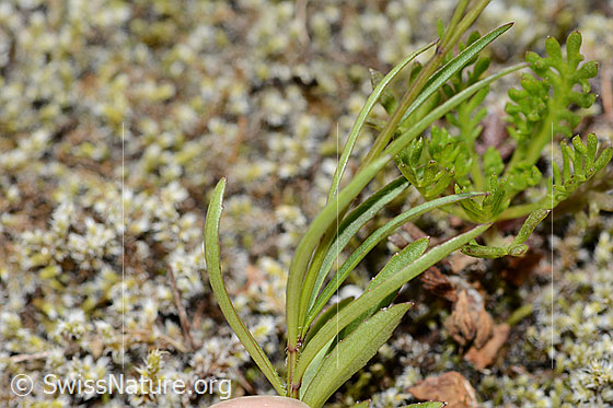Photo: Campanula scheuchzeri. Leaves.