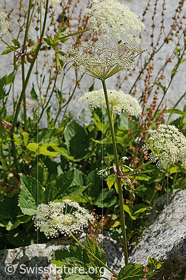Foto: Meisterwurz (Peucedanum ostruthium). Ganze Pflanze (Habitus).