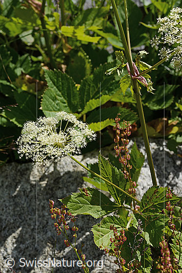 Foto: Meisterwurz (Peucedanum ostruthium). Blütendolde, Stängel und Blätter. Ansicht von schräg oben.