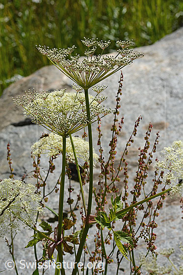 Photo: Peucedanum ostruthium. Flower umbels and stems. View from the side.