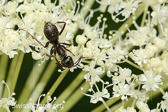 Photo: Formica lemani on Peucedanum ostruthium. Length 6mm. View from above.