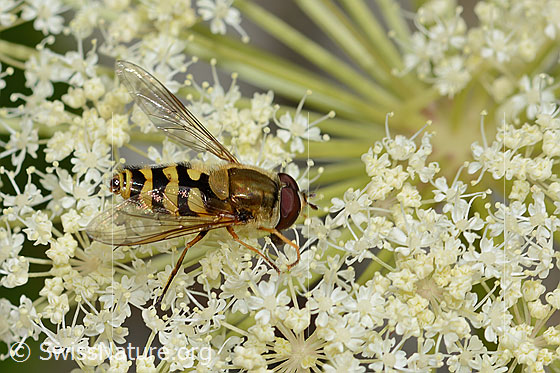 Photo: Syrphus ribesii on Peucedanum ostruthium. View from diagonally above. Length 10mm. Male.