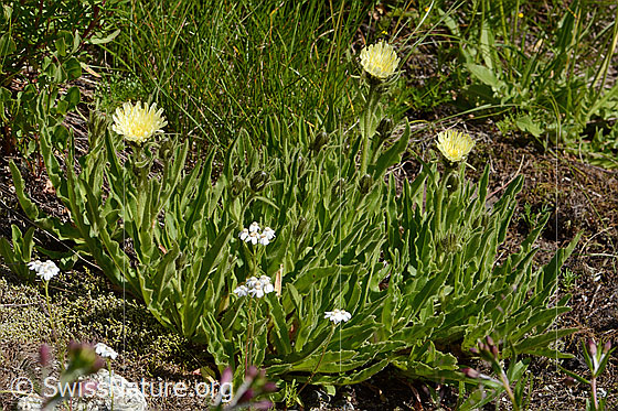Foto: Weissliches Habichtskraut (Hieracium intybaceum). Ganze Pflanze (Habitus).