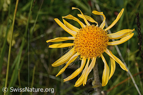 Photo: Arnica montana. Blossom. View from above.