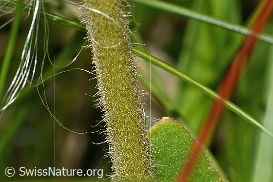 Photo: Arnica montana. Stem.