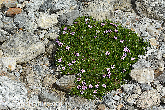 Foto: Kiesel-Polsternelke (Silene exscapa). Ganze Pflanze (Habitus).