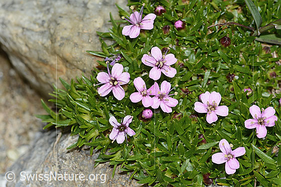Kiesel-Polsternelke (Silene exscapa)