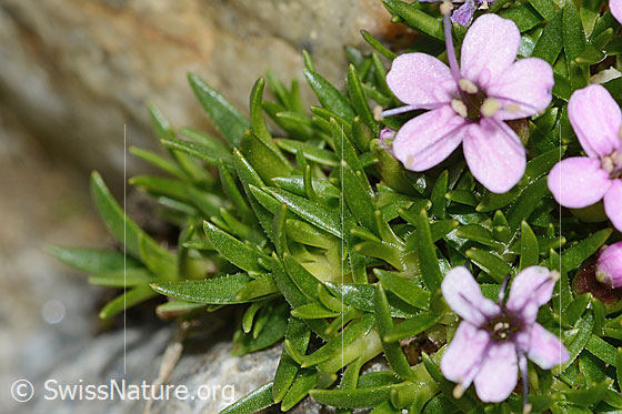 Foto: Kiesel-Polsternelke (Silene exscapa). Blätter und Blüte.