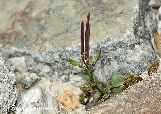 Alpen-Schaumkraut (Cardamine alpina)