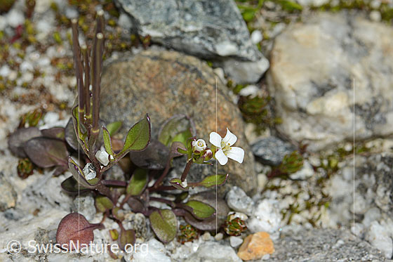 Alpen-Schaumkraut (Cardamine alpina)
