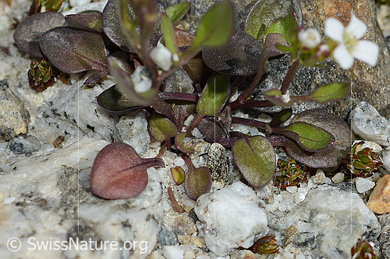 Foto: Alpen-Schaumkraut (Cardamine alpina). Blätter.