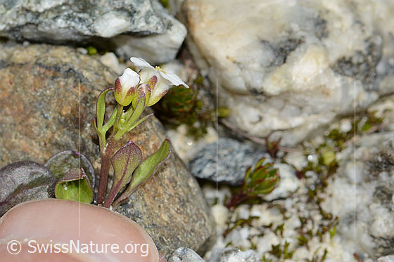Foto: Alpen-Schaumkraut (Cardamine alpina). Stängel und Blüten. Ansicht von der Seite.