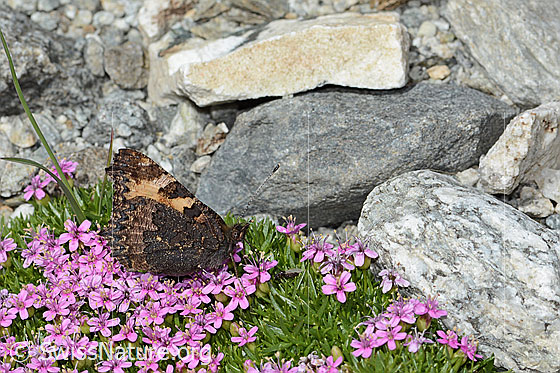 Foto: Kleiner Fuchs (Aglais urticae) auf Kiesel-Polsternelke (Silene exscapa). Flügel geschlossen. Ansicht von der Seite.