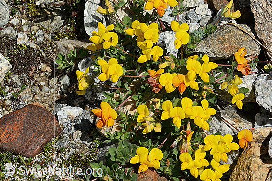 Photo: Lotus alpinus. Whole plant (habiti).