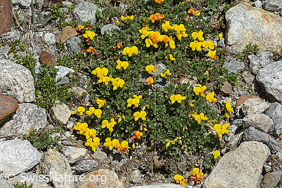 Photo: Lotus alpinus. Whole plant (habiti). View from above.