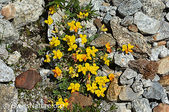 Photo: Lotus alpinus. View from above.