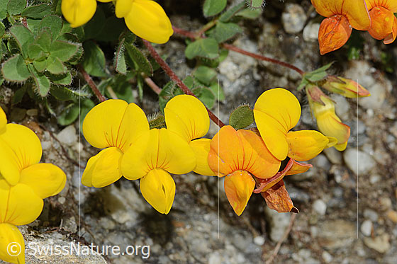 Foto: Alpen-Hornklee (Lotus alpinus). Blüten.