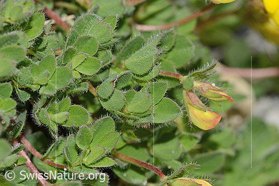 Photo: Lotus alpinus. Leaves.