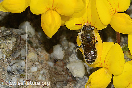 Foto: Wahrscheinlich Hornklee-Felsenbiene (Hoplitis loti) auf Alpen-Hornklee (Lotus alpinus). Länge 13mm. Weibchen. Ansicht von oben.